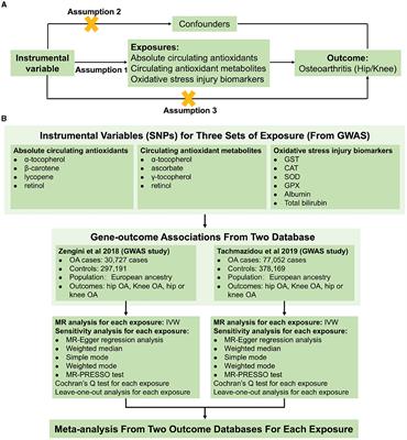 Corrigendum: Genetic liability for diet-derived circulating antioxidants, oxidative stress, and risk of osteoarthritis: a Mendelian randomization study